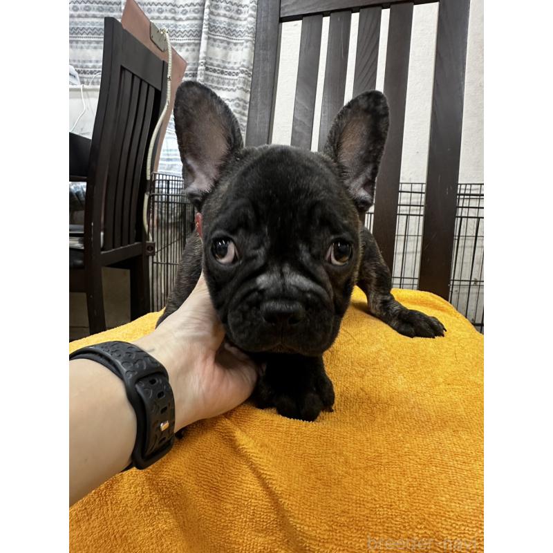 販売中の千葉県のフレンチブルドッグ-418593の3枚目