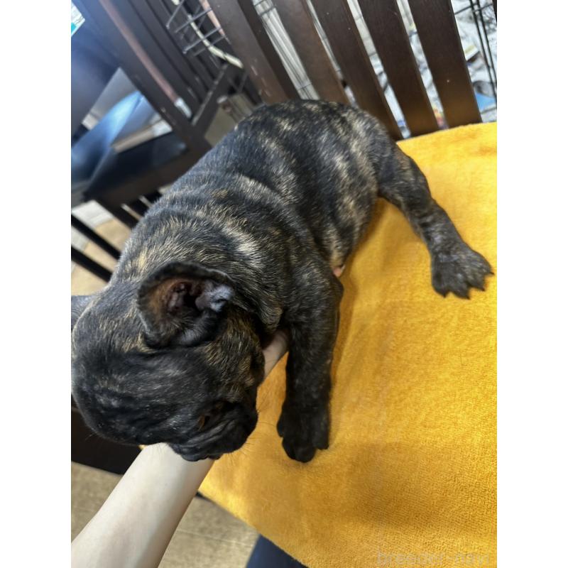 販売中の千葉県のフレンチブルドッグ-418593の2枚目