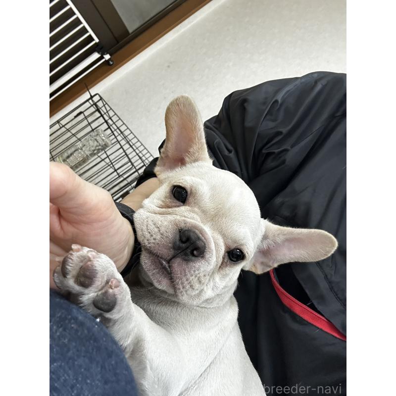 販売中の千葉県のフレンチブルドッグ-415852の6枚目