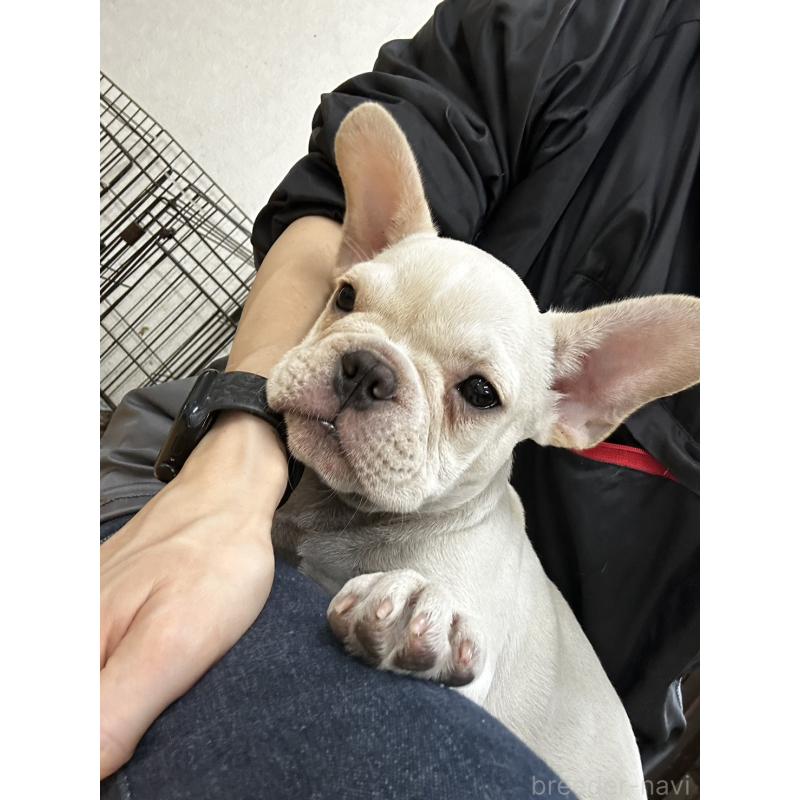 販売中の千葉県のフレンチブルドッグ-415852の5枚目