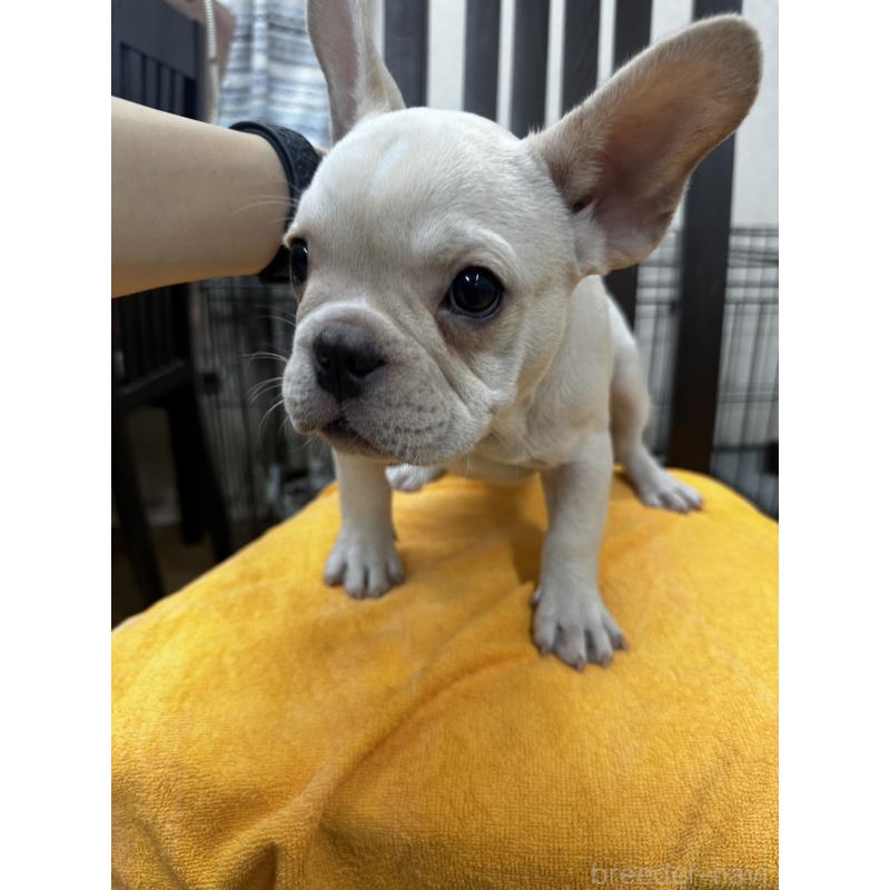 販売中の千葉県のフレンチブルドッグ-415852の4枚目