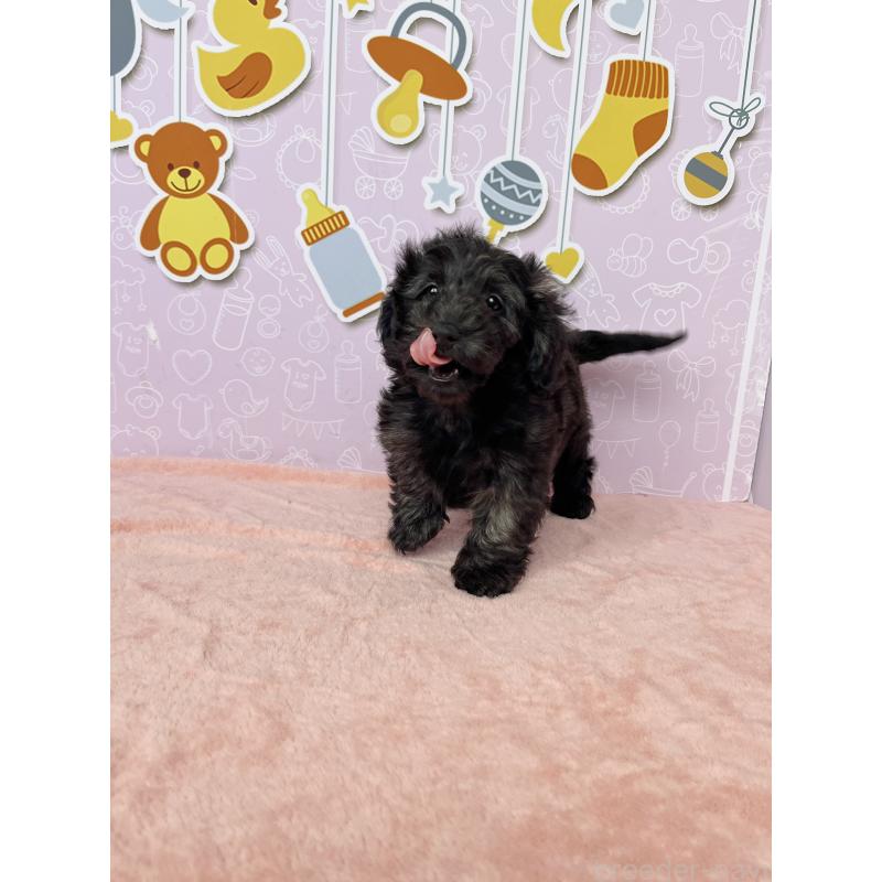 成約済の東京都のダップー:ミニチュアダックスフンド×トイプードル-414485の4枚目