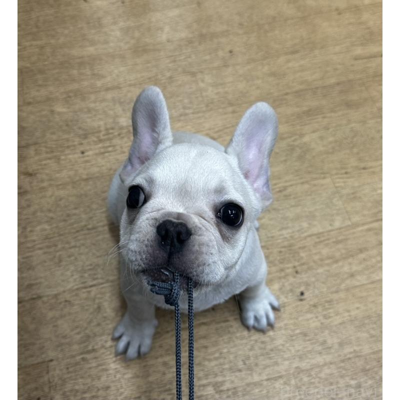 販売中の千葉県のフレンチブルドッグ-415855の5枚目