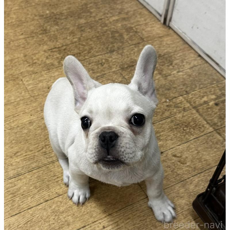 販売中の千葉県のフレンチブルドッグ-415855の4枚目