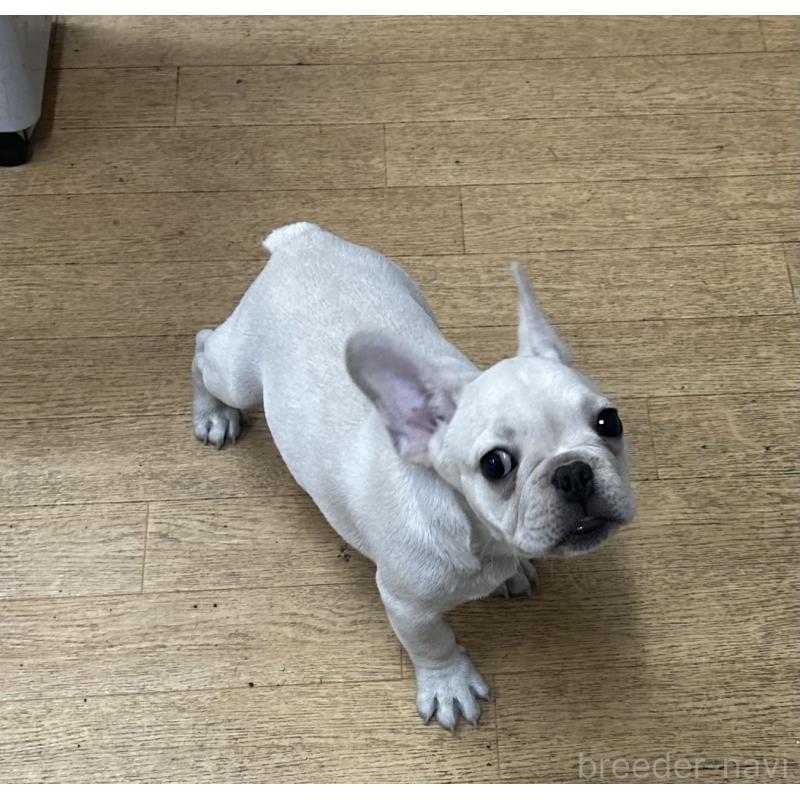 販売中の千葉県のフレンチブルドッグ-415855