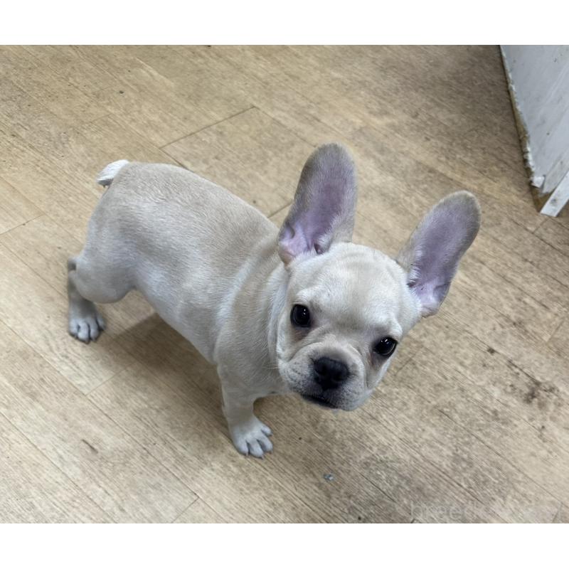 販売中の千葉県のフレンチブルドッグ-415859