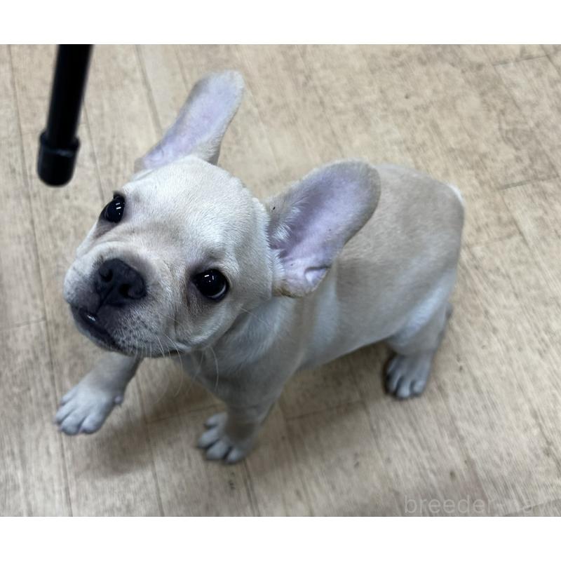 販売中の千葉県のフレンチブルドッグ-415859の5枚目