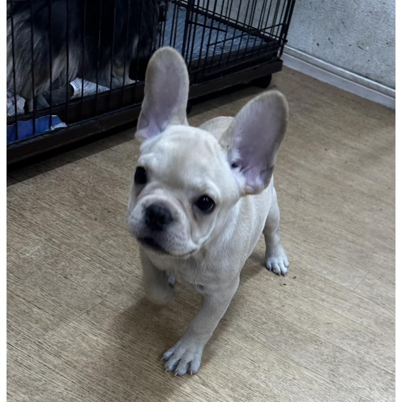 販売中の千葉県のフレンチブルドッグ-415859の4枚目