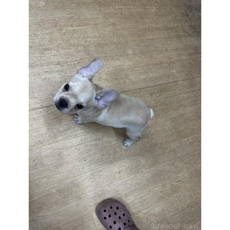 販売中の千葉県のフレンチブルドッグ-415859の3枚目