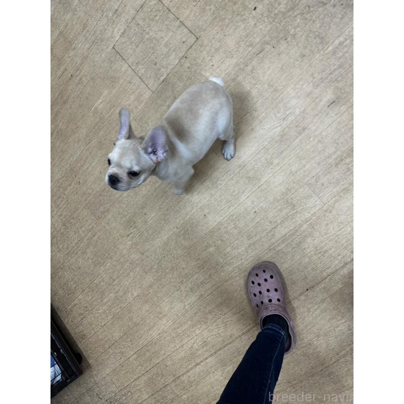 販売中の千葉県のフレンチブルドッグ-415859の2枚目