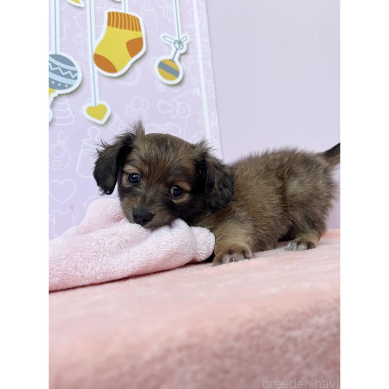 成約済の東京都のチワックス:チワワ×ミニチュアダックスフンド-421650の9枚目