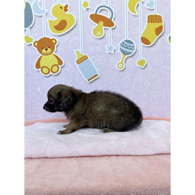 成約済の東京都のチワックス:チワワ×ミニチュアダックスフンド-421650の8枚目