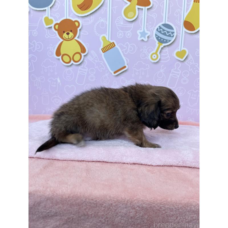 成約済の東京都のチワックス:チワワ×ミニチュアダックスフンド-421650の7枚目