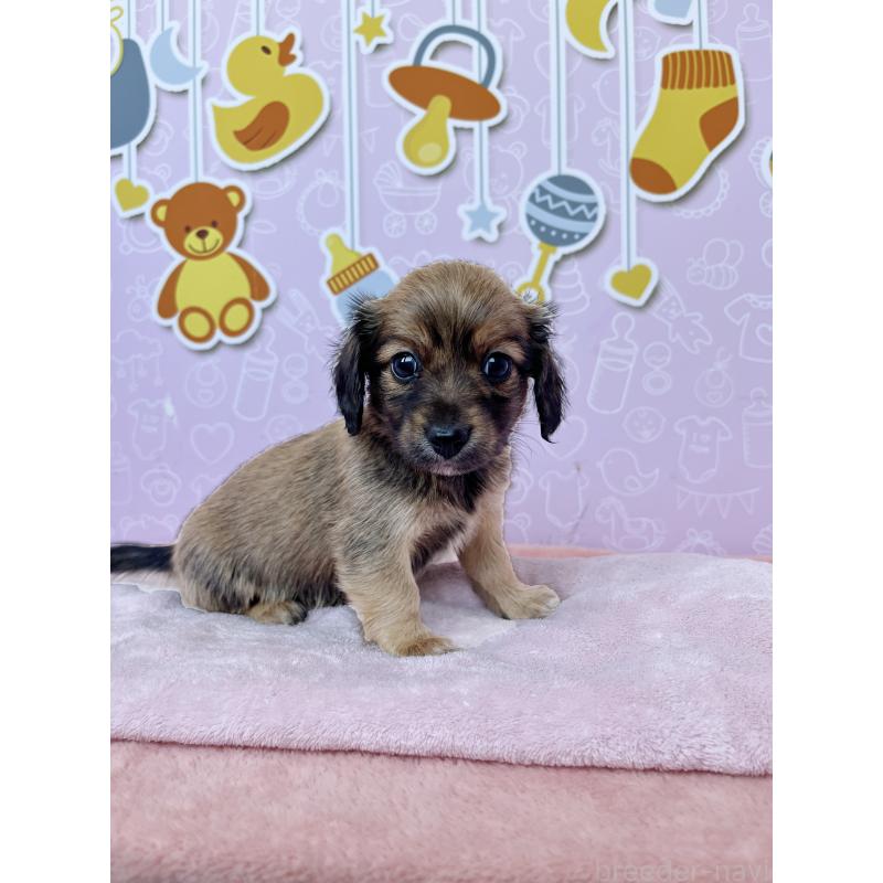 成約済の東京都のチワックス:チワワ×ミニチュアダックスフンド-421668の8枚目