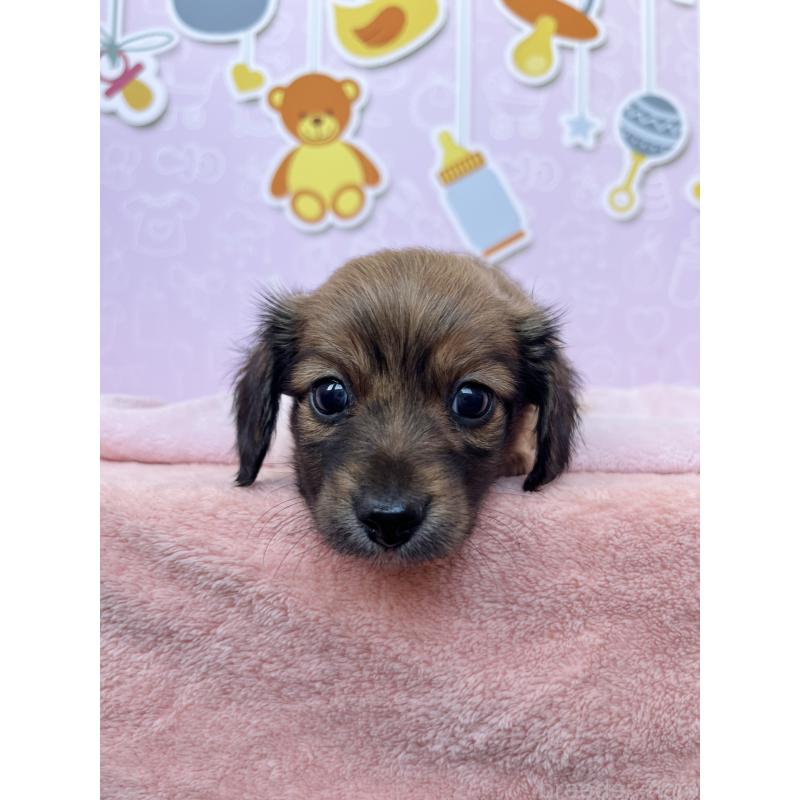 成約済の東京都のチワックス:チワワ×ミニチュアダックスフンド-421668の7枚目