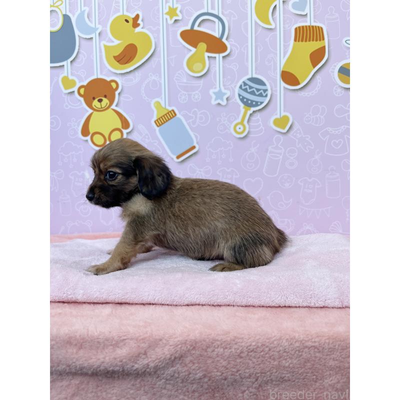 成約済の東京都のチワックス:チワワ×ミニチュアダックスフンド-421668の6枚目