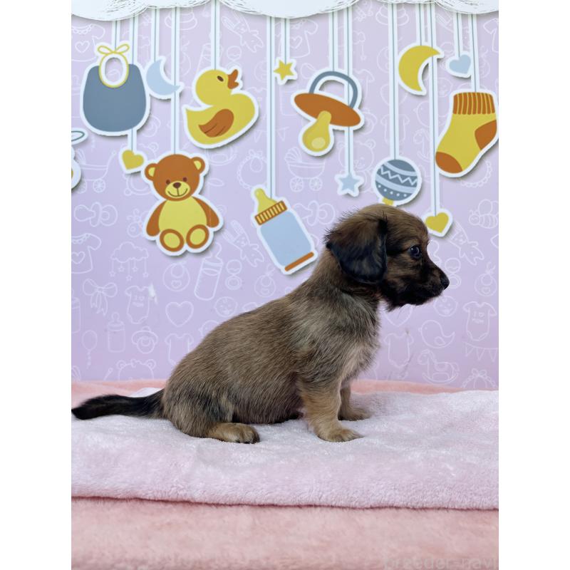 成約済の東京都のチワックス:チワワ×ミニチュアダックスフンド-421668の5枚目