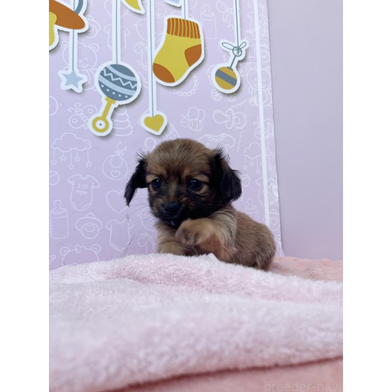 販売中の東京都のチワックス:チワワ×ミニチュアダックスフンド-421690の8枚目