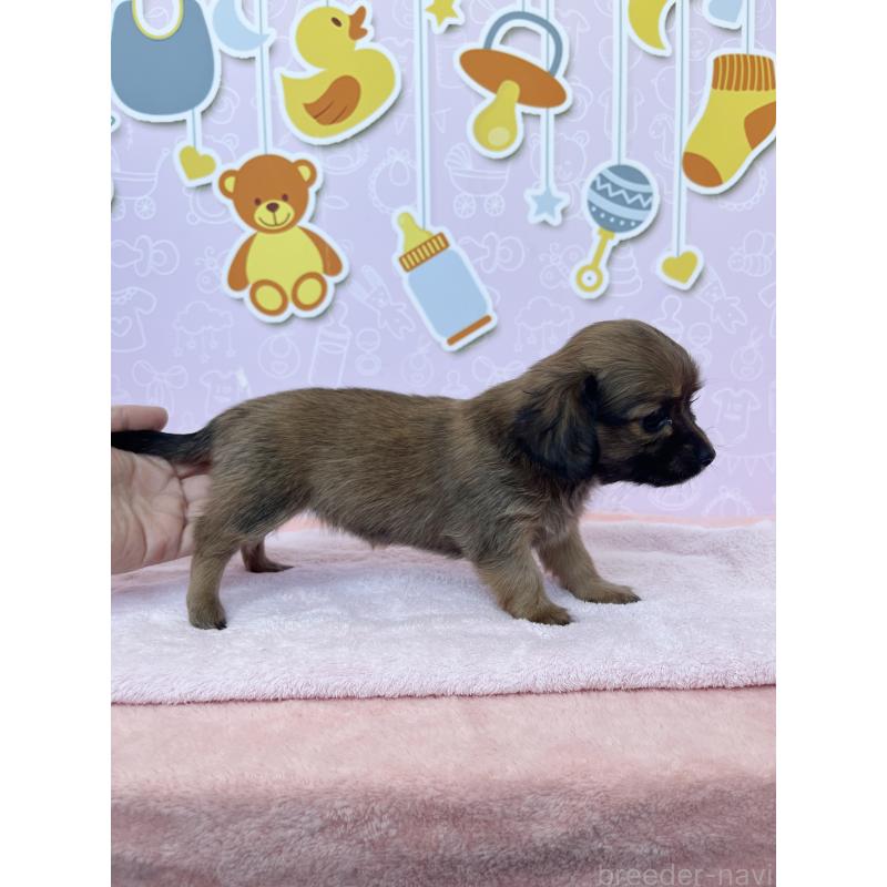 販売中の東京都のチワックス:チワワ×ミニチュアダックスフンド-421690の7枚目