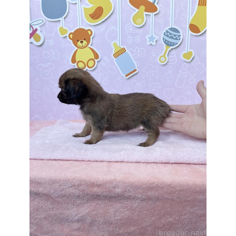 販売中の東京都のチワックス:チワワ×ミニチュアダックスフンド-421690の6枚目