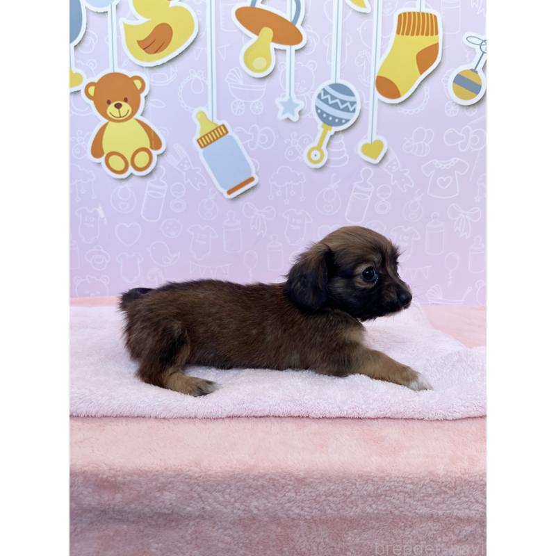 成約済の東京都のチワックス:チワワ×ミニチュアダックスフンド-421673の8枚目