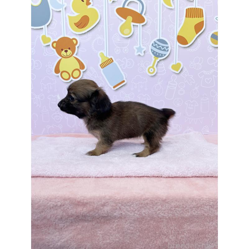 成約済の東京都のチワックス:チワワ×ミニチュアダックスフンド-421673の7枚目