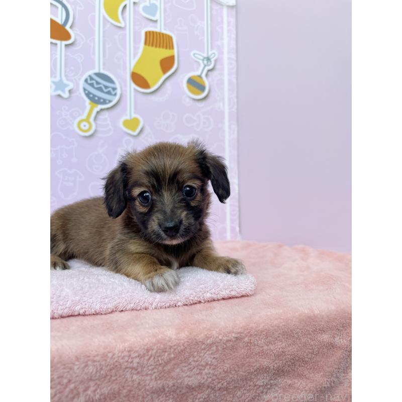 成約済の東京都のチワックス:チワワ×ミニチュアダックスフンド-421673の5枚目