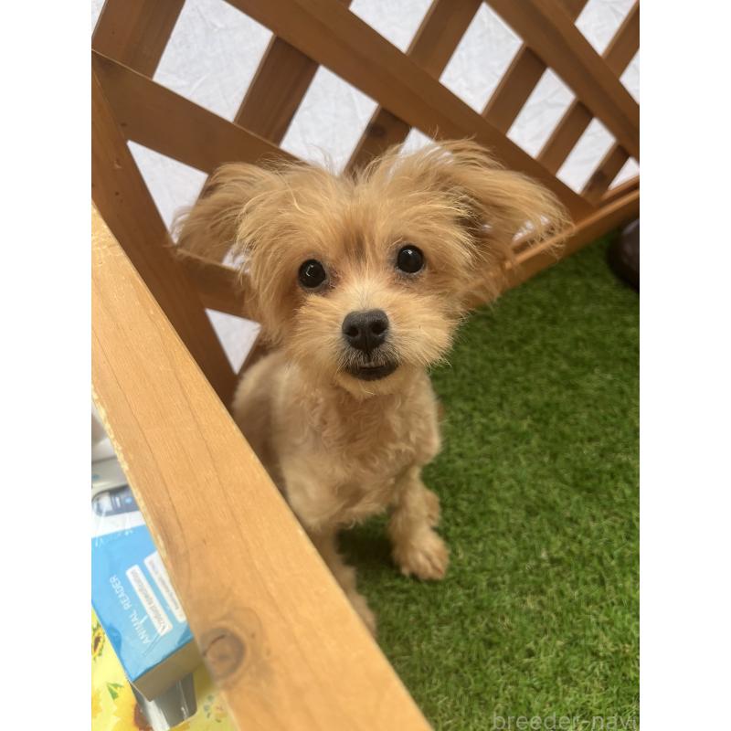 販売中の沖縄県のマルプー:マルチーズ×トイプードル-408235