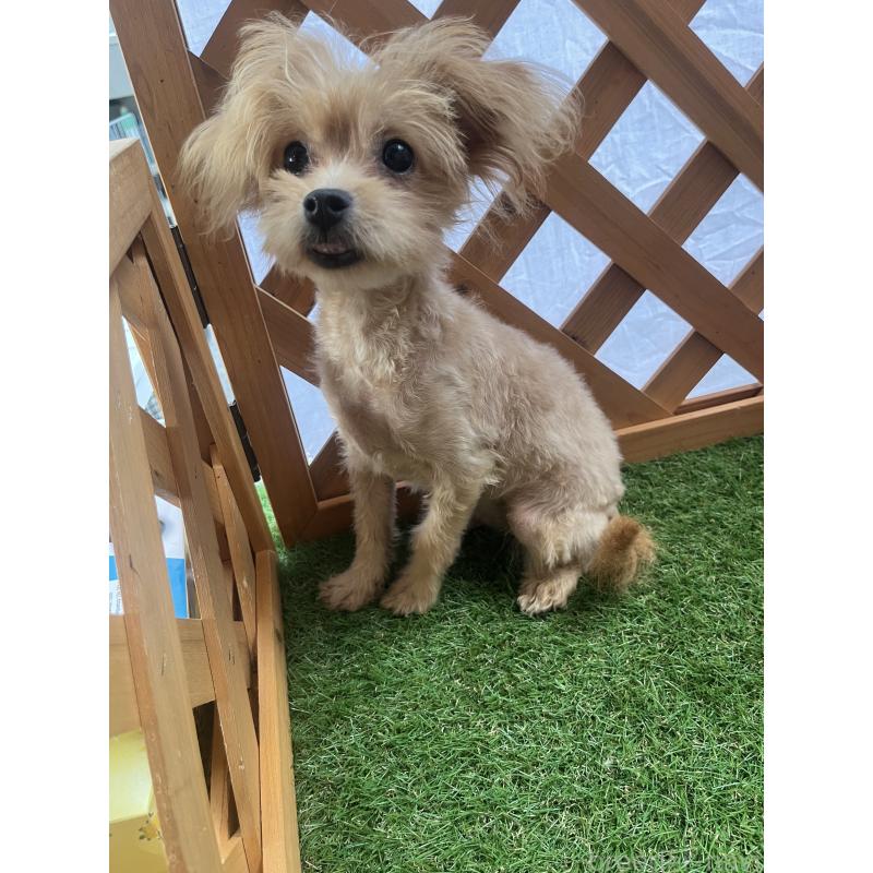 販売中の沖縄県のマルプー:マルチーズ×トイプードル-408235の4枚目