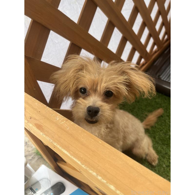 販売中の沖縄県のマルプー:マルチーズ×トイプードル-408235の3枚目