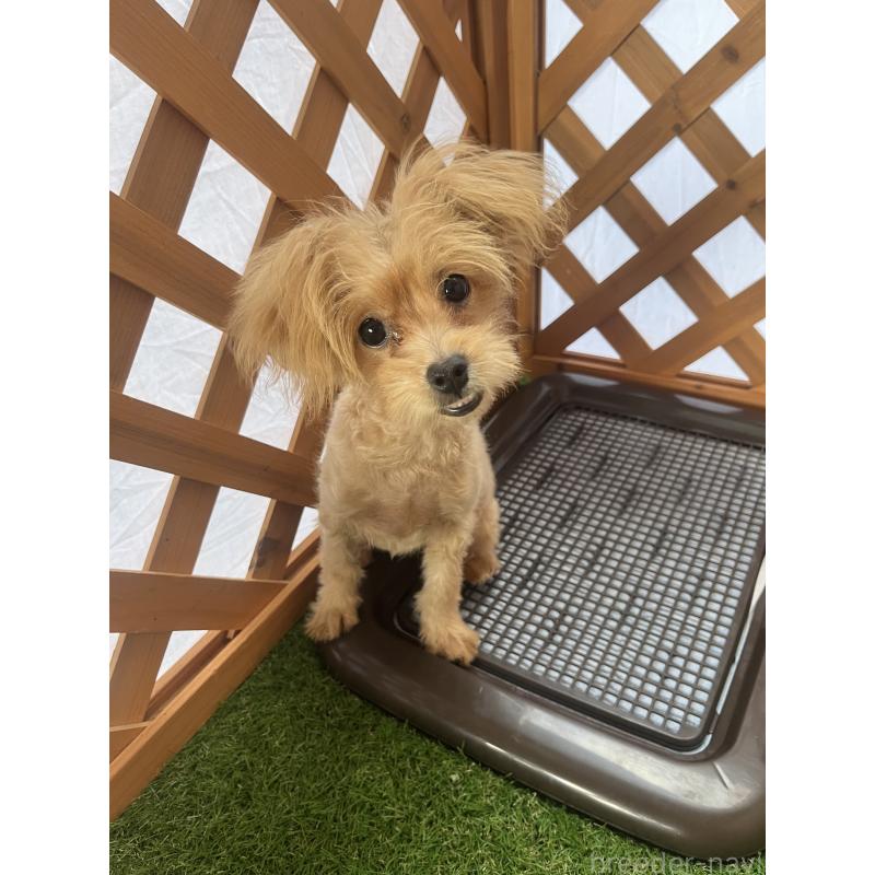 販売中の沖縄県のマルプー:マルチーズ×トイプードル-408235の2枚目