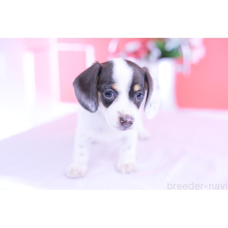 販売中の愛知県のミニチュアダックスフンド(スムースヘアード)-424446の14枚目