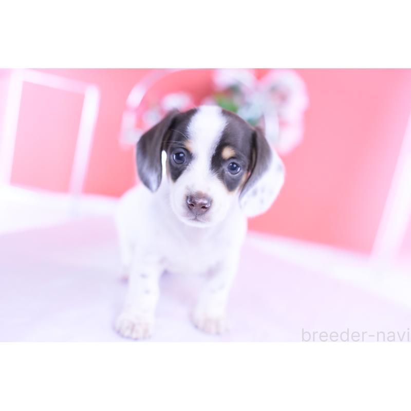 販売中の愛知県のミニチュアダックスフンド(スムースヘアード)-424446の13枚目