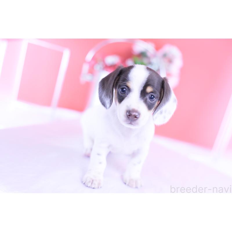 販売中の愛知県のミニチュアダックスフンド(スムースヘアード)-424446の12枚目