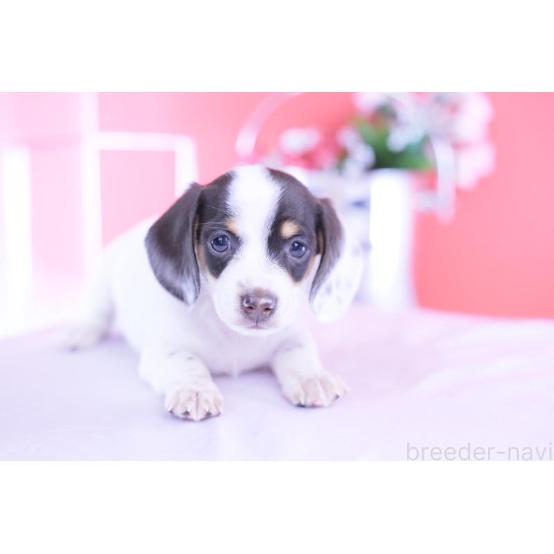 販売中の愛知県のミニチュアダックスフンド(スムースヘアード)-424446の11枚目