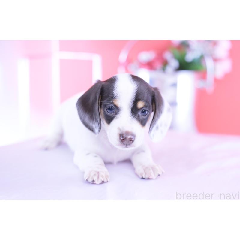 販売中の愛知県のミニチュアダックスフンド(スムースヘアード)-424446の10枚目