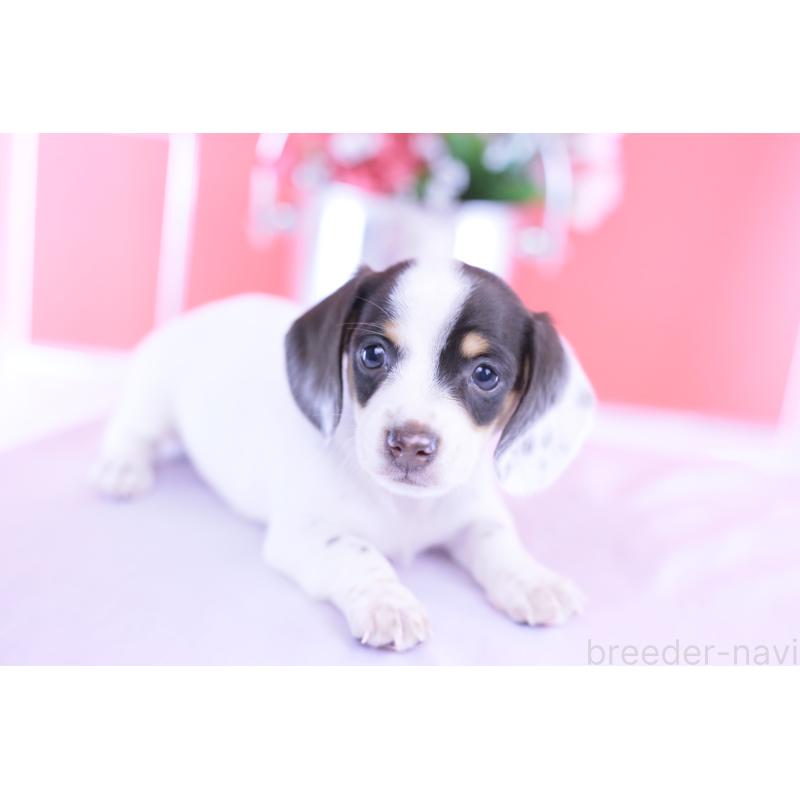 販売中の愛知県のミニチュアダックスフンド(スムースヘアード)-424446の9枚目