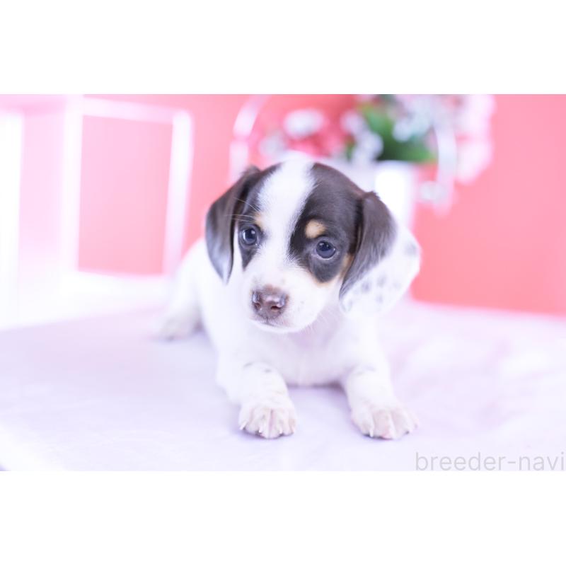 販売中の愛知県のミニチュアダックスフンド(スムースヘアード)-424446の8枚目