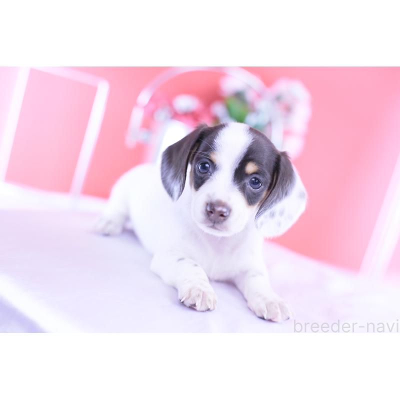 販売中の愛知県のミニチュアダックスフンド(スムースヘアード)-424446の7枚目