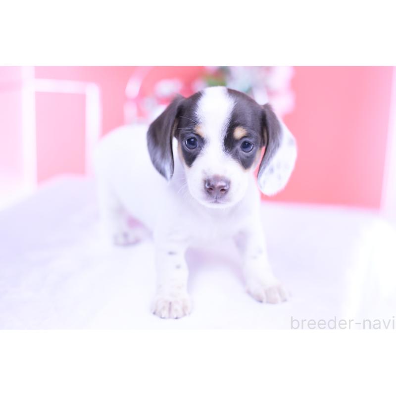 販売中の愛知県のミニチュアダックスフンド(スムースヘアード)-424446の6枚目