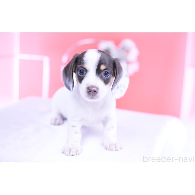 販売中の愛知県のミニチュアダックスフンド(スムースヘアード)-424446の5枚目