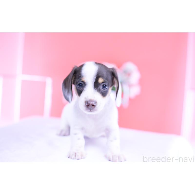 販売中の愛知県のミニチュアダックスフンド(スムースヘアード)-424446の4枚目