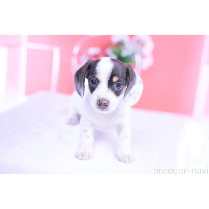 販売中の愛知県のミニチュアダックスフンド(スムースヘアード)-424446の3枚目