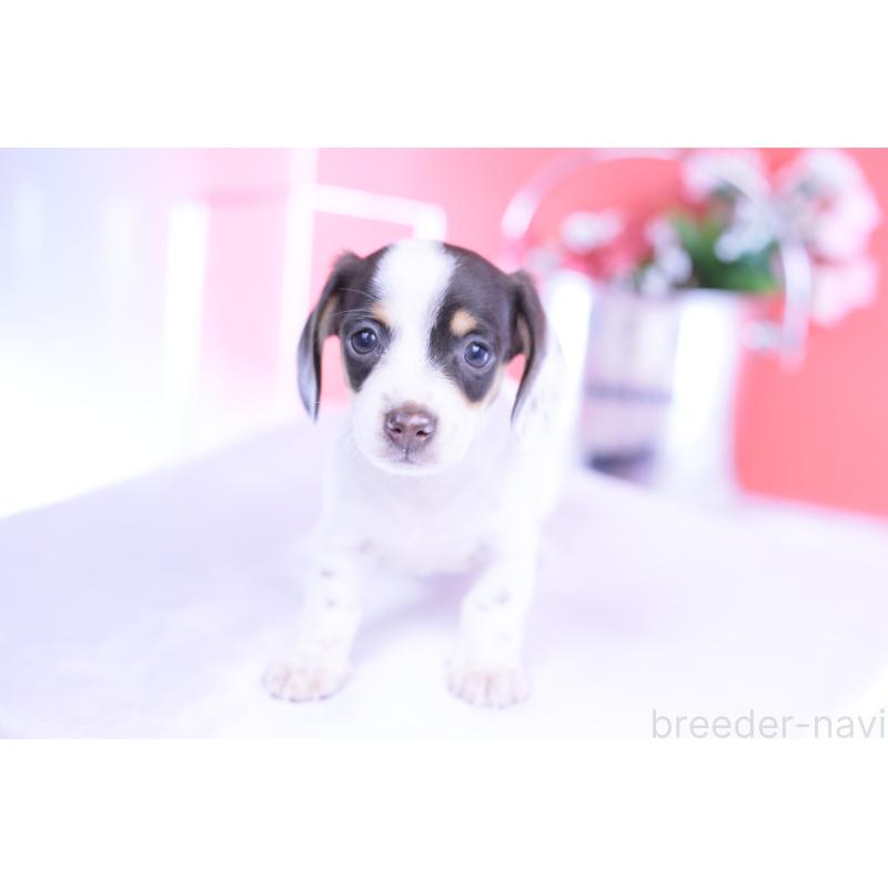 販売中の愛知県のミニチュアダックスフンド(スムースヘアード)-424446の2枚目