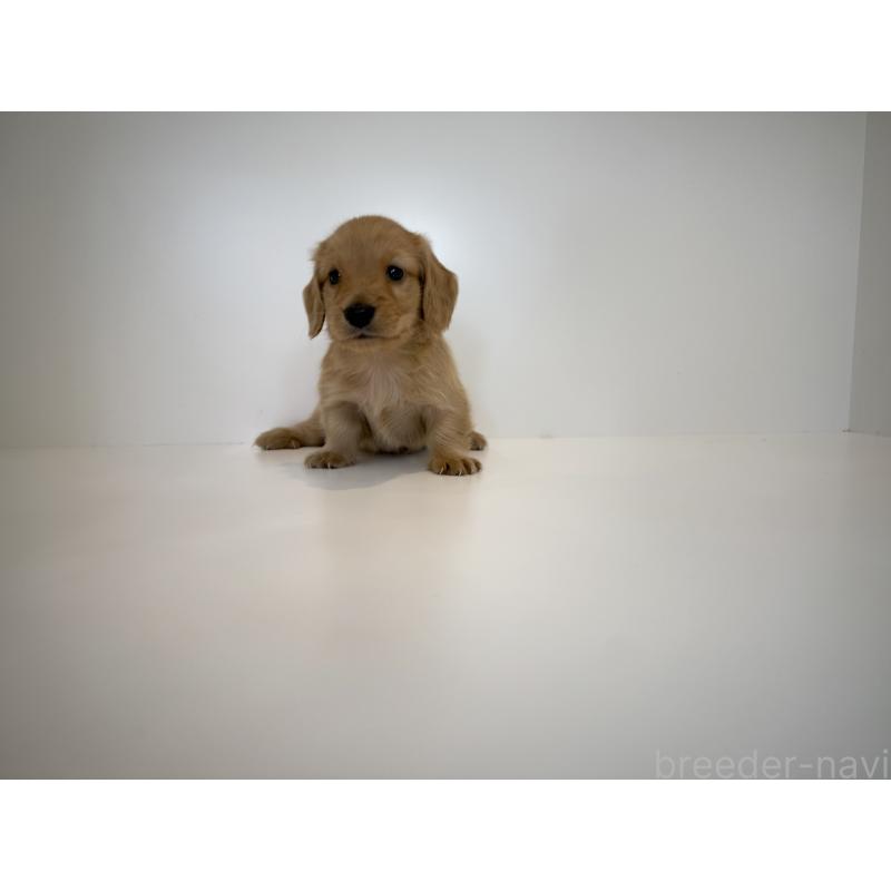 販売中の山口県のミニチュアダックスフンド(ロングヘアード)-424448の3枚目