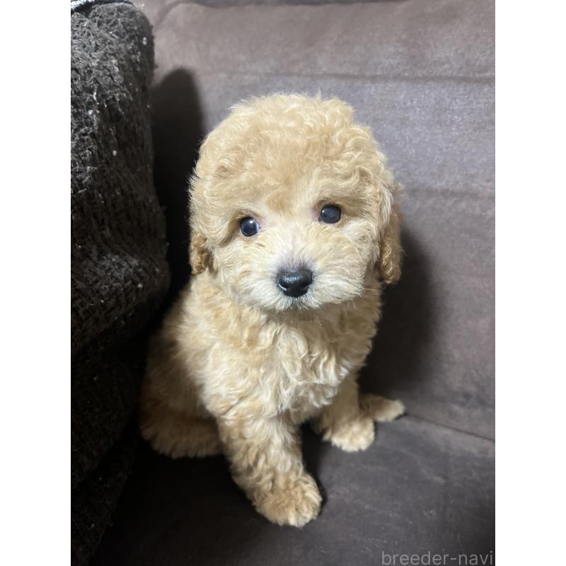 販売中の沖縄県のトイプードル-414980の5枚目
