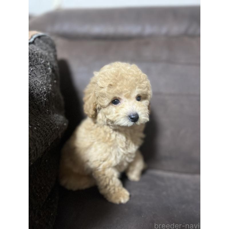 販売中の沖縄県のトイプードル-414980の4枚目