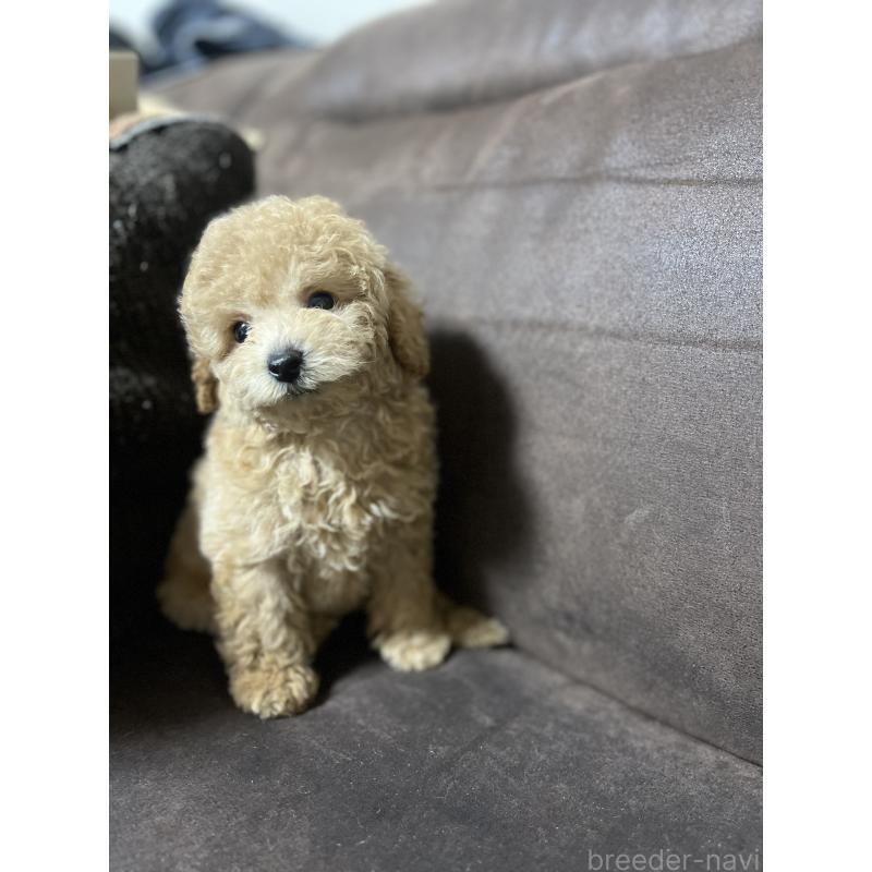 販売中の沖縄県のトイプードル-414980の3枚目