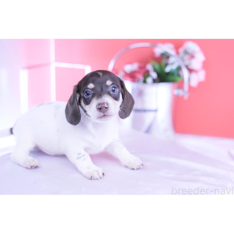 販売中の愛知県のミニチュアダックスフンド(スムースヘアード)-424450の14枚目