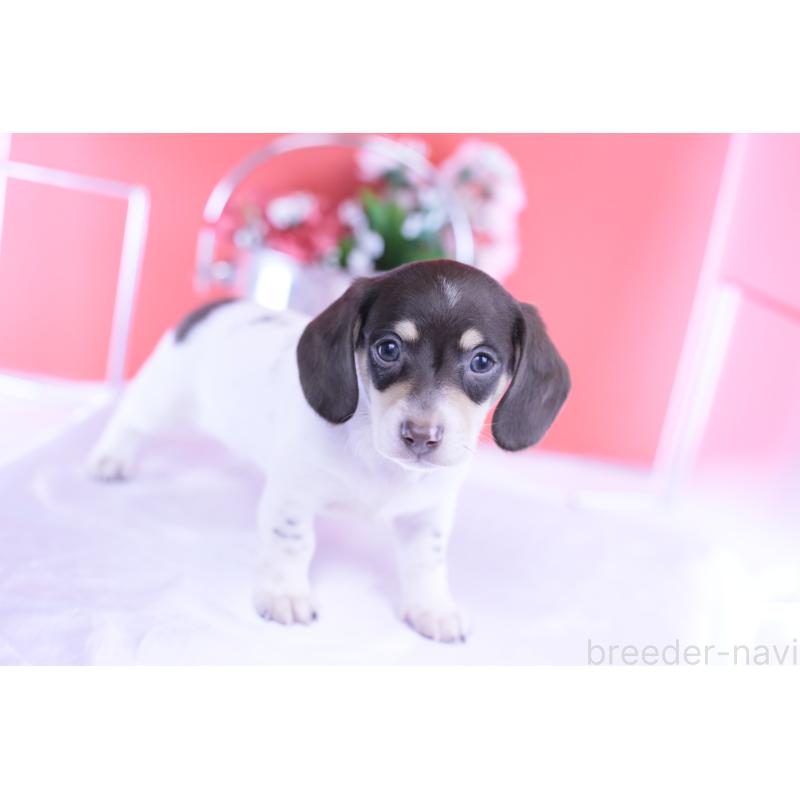 販売中の愛知県のミニチュアダックスフンド(スムースヘアード)-424450の12枚目